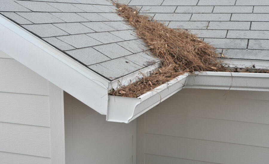 Gutter clogged with pine needles Colorado Springs